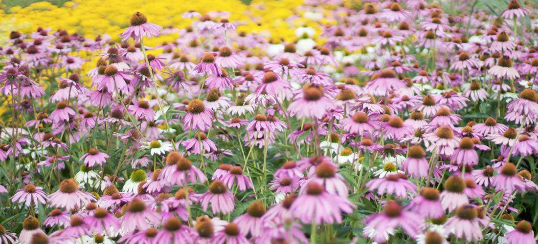 Acupuncture Against Colds and Flu