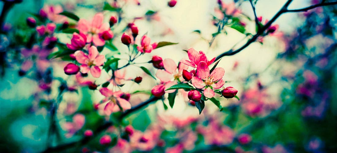 Acupuncture et Allergies: Trois très bonnes raisons