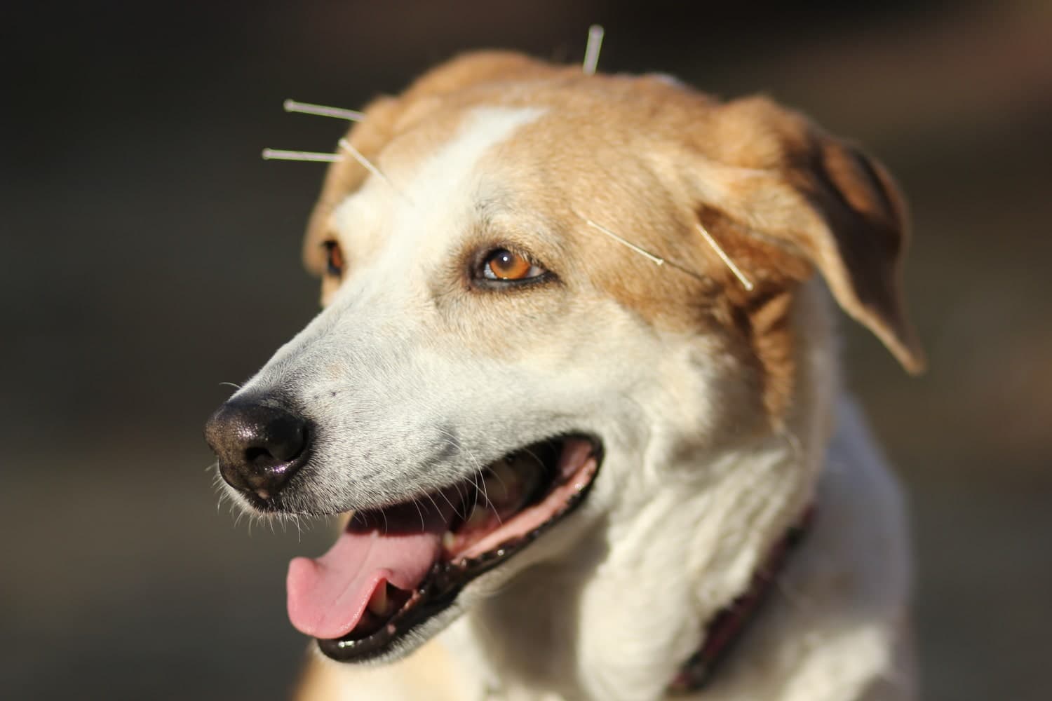 Acupuncture and The Pharmacist