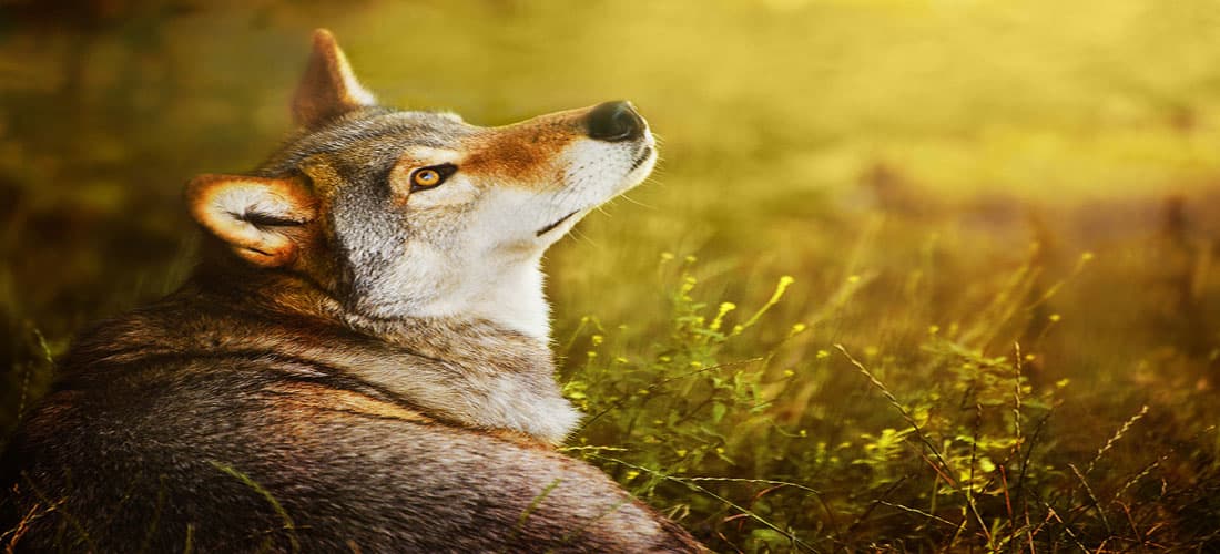 Acupuncture and Seasonal Depression