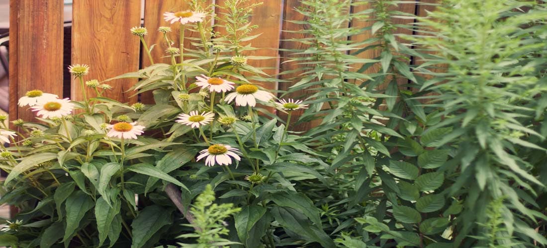 Acupuncture for Children