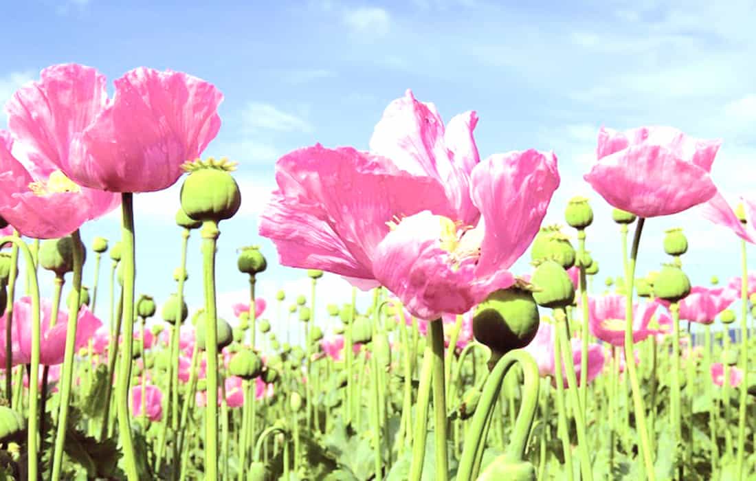 Acupuncture: A Solution to the Opioid Crisis?