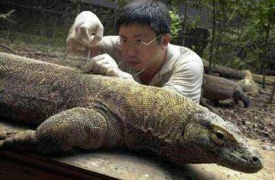Les dragons komodo aussi bénéficient de l'acupuncture