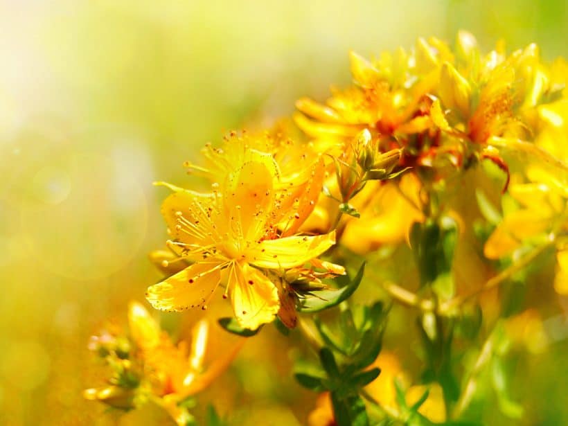 ️St. John's Wort, Hypericum Perforatum, Three Names for a Plant with Countless Virtues