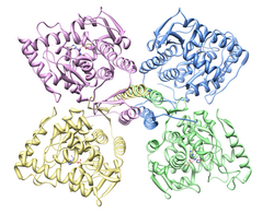 Tirosina-hidroxilasa y acupuntura